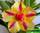Adenium obesum double flower moon dust (адениум с двойными цветками лунная пыль)