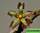 Rhytidocaulon ciliatum - ритидокаулон цилиатум