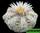 Astrophytum asterias super kabuto v x hana-zono (астрофитум астериас супер кабуто v тип и хана-зоно)