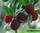 Morella rubra - myrica rubra - waxberry - восковница красная