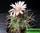 Gymnocalycium curvispinum (гимнокалициум курвиспинум)