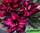 Adenium obesum double flower aimo