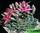 Graptopetalum bellum - tacitus bellus - граптопеталум красивый - тацитус красивый