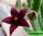 Stapelia paniculata subs. Scitula - стапелия метельчатая подвид красивый