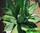Agave horrida - агава хоррида - агава грубая
