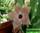 Stapelia clavicorona - стапелия клавикорона