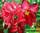 Adenium obesum double flower doxon адениум махровый доксон