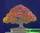 Acer saccharinum - клен сахаристый