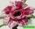 Adenium obesum double flower plum passion адениум махровый сливовая страсть