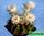 Discocactus crystallophilus