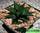 Haworthia limifolia