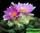 Ariocarpus fissuratus - ариокарпус растрескавшийся