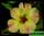 Adenium obesum  silk of yellow (адениум обесум желтый шелк)