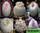 Epithelantha mix - эпителанта смесь