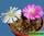 Ophthalmophyllum mix
