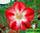 Adenium obesum star of tomorrow адениум обесум звезда будущего