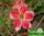 Adenium obesum beauty cloud адениум обесум красивое облако