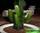Молочай канделябровый - euphorbia candelabrum