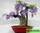 Wisteria chinensis - вистерия китайская - глициния