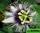 Passiflora edulis flavicarpa - пассифлора эдулис флавикарпа (маракуйя)