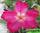 Adenium obesum desert rose sweet smile