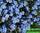 Myosotis sylvatica - незабудка лесная