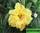 Adenium obesum hybrid ko_61