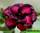 Adenium obesum triple flower anna