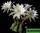 Echinopsis subdenudata - эхинопсис полуобнажённый