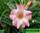 Adenium obesum blushing bride
