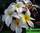 Plumeria alba - плюмерия белая