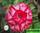 Adenium obesum hybrid ko_19