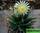 Leuchtenbergia principis - лейхтенбергия княжеская