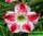 Adenium obesum sheer bliss адениум обесум блаженство