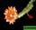 Epiphyllum hibrid grossblumig - эпифиллум гибрид 