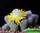 Titanopsis luederitzii onverwacht - титанопсис людеритский неожиданный