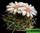 Gymnocalycium guanchinense (гимнокалициум гуаншиненсе)