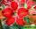 Adenium obesum small red plum адениум обесуи маленькая красная слива