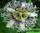 Passiflora edulis (granadilla) - пассифлора съедобная (маракуйя)