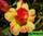 Adenium obesum double flower yellow era (адениум тучный махровый желтая эпоха)