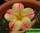 Adenium obesum star of  yellow dream (адениум обесум звезда желтых снов)