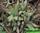 Gasteria carinata sb1357