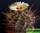 Astrophytum senile v. Aureum (астрофитум старческий)