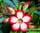 Адениум мини утренняя звезда (бело-розовые цветки) - adenium obesum mini size sunup star