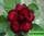 Adenium obesum hybrid ko_46