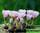 Ophthalmophyllum praesectum - офтальмофиллум презектум