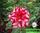Adenium obesum hybrid ko_7
