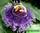 Passiflora incarnata - маракуйя (абрикосовая лиана)