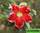 Adenium obesum santa clause адениум тучный санта клаус