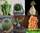 Euphorbia mix - смесь разных видов эуфорбий